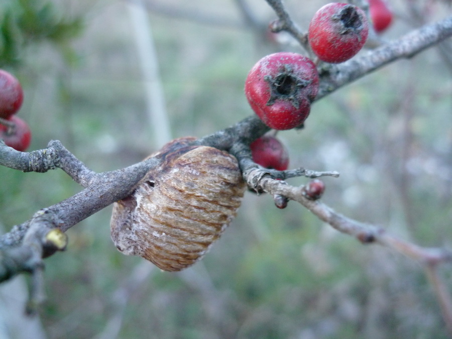 Crataegus ma qualle?monogyna?